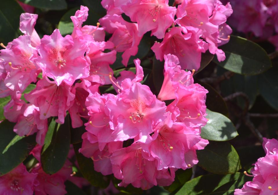 Schoepfle Garden features collections of rhododendrons, roses, lilies, shrubs and trees.