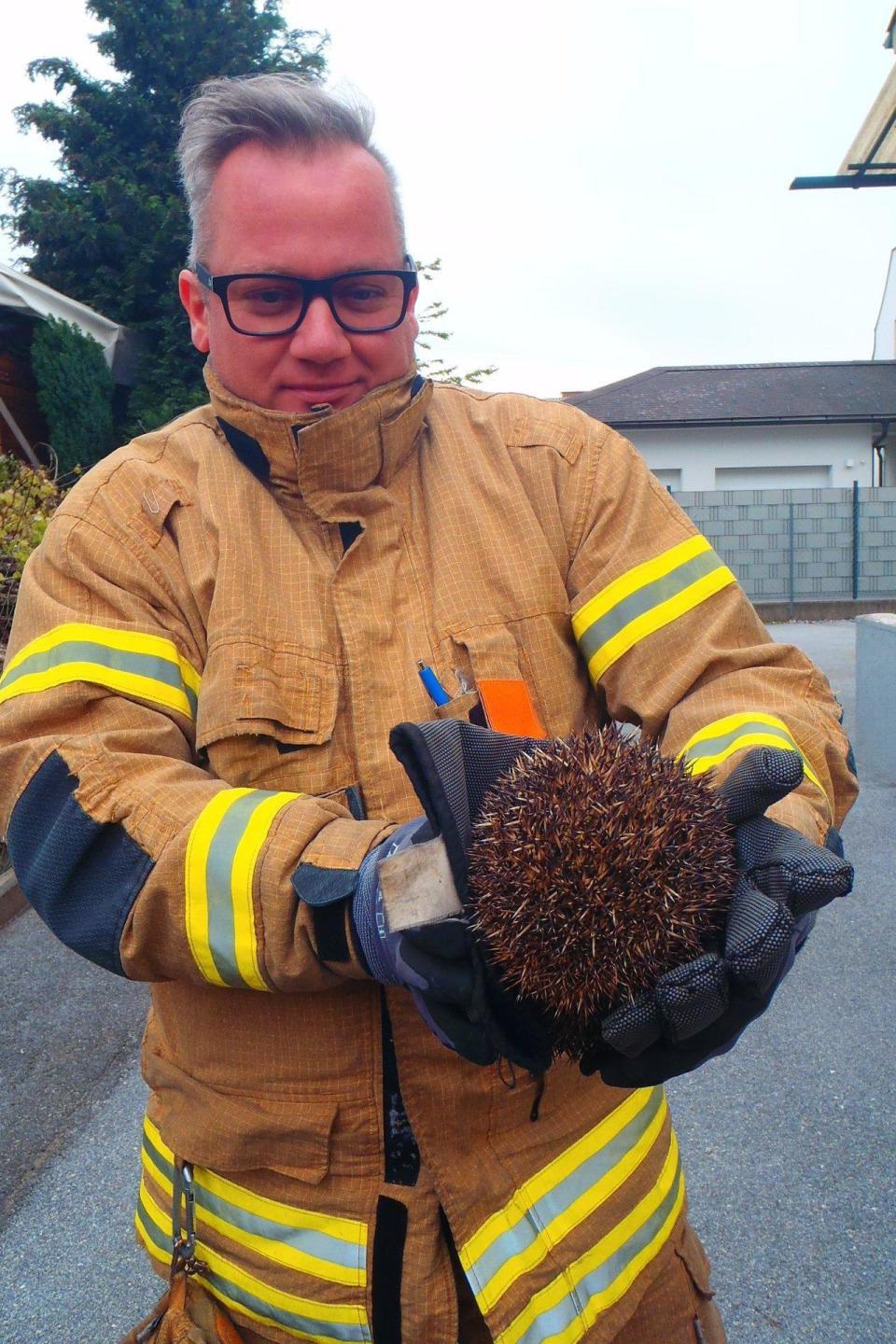 Firefighters in Austria rescue plump hedgehog wedged in a gate