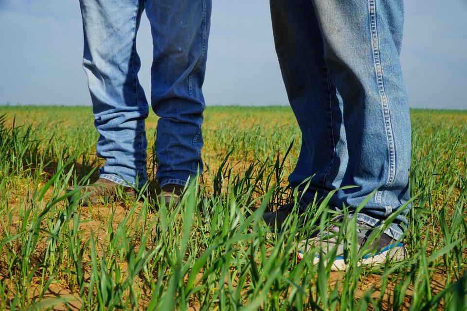 Wheat stalks barely reach the ankles of Keith and Chad Kisling on April 18 in one of their wheat fields near Burlington in northwest Oklahoma.