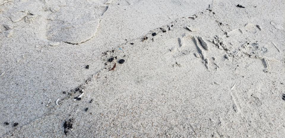 Tar-like substance washed up on a beach in Cape Canaveral on June 29.