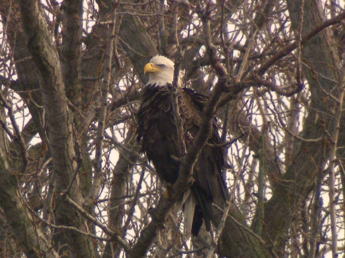 The Toronto and Region Conservation Authority says a bald eagle nest located in Toronto is the first ever documented in the city. (Paul Borkwood/CBC Toronto - image credit)