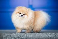 <p>Bold and spunky, the tiny Pomeranian is known for its sassy personality. The breed <a href="https://www.akc.org/dog-breeds/pomeranian/" rel="nofollow noopener" target="_blank" data-ylk="slk:originated in Pomerania;elm:context_link;itc:0;sec:content-canvas" class="link ">originated in Pomerania</a>, in an area that is now part of Poland and Western Germany. This little dog is a miniature version of spitz-type sled dogs of the Arctic.</p><p><strong>Height:</strong></p><ul><li>6 to 7 inches</li></ul><p><strong>Weight:</strong></p><ul><li>3 to 7 pounds</li></ul><p><strong>Life expectancy:</strong></p><ul><li>12 to 16 years </li></ul>