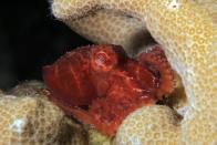 <p>The Octopus Wolfi is the tiniest currently known. Measuring less than 1 inch and weighing less than 1 gram. It was discovered in 1913 and we still have a lot to learn from this tiny creature. </p>