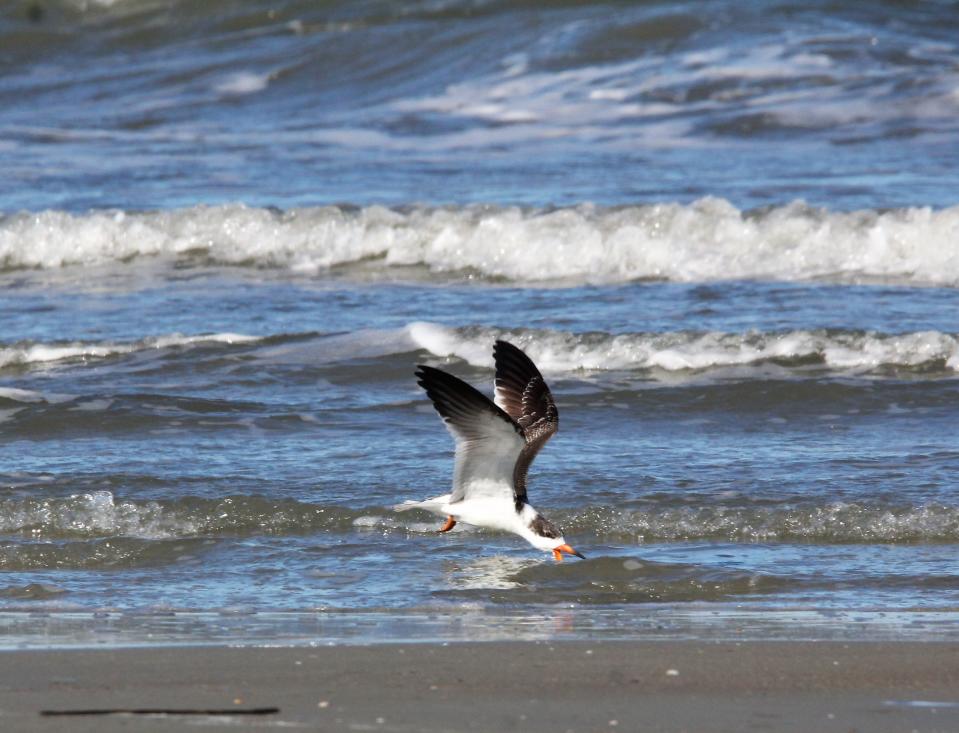 A Black Skimmer dips his beak just below the water surface to feel for little fish.