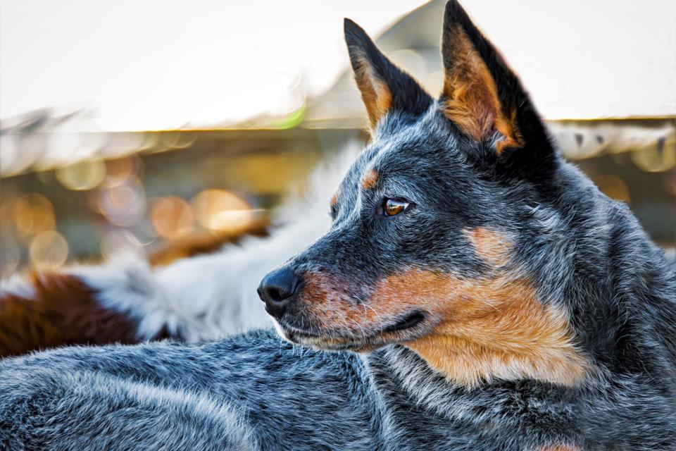 australian cattle dog profile