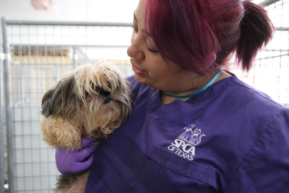 An SPCA of Texas worker holds a recently rescued dog. (Photo: SPCA of Texas)