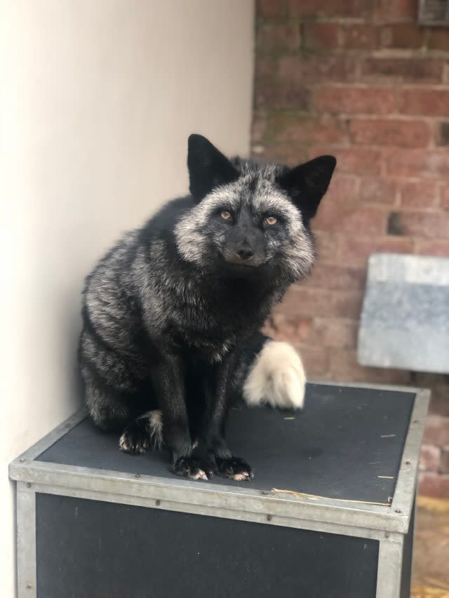 A silver fox (RSPCA/PA)