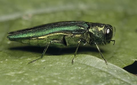 The ash borer beetle is now in Russia and is likely to spread to Europe soon - Credit: Royal Botanic Gardens at Kew