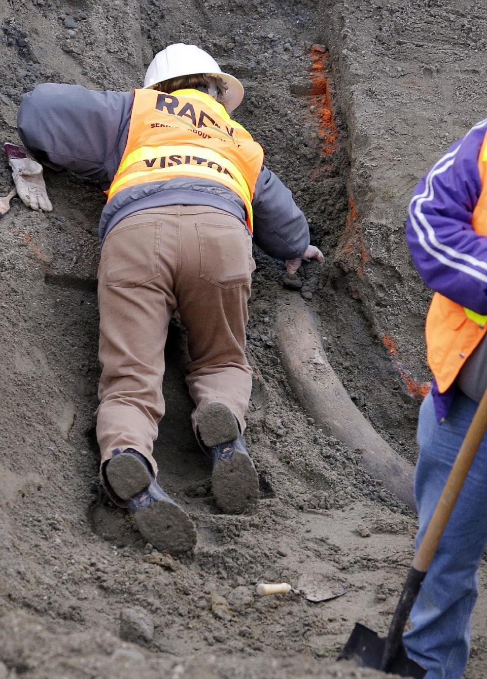 A researcher from the University of Washington's Burke Museum clears dirt from around a fossilized mammoth tusk that was found earlier in the week Thursday, Feb. 13, 2014, in Seattle. In the crowded south Lake Union neighborhood where Amazon.com workers go out for espresso, an ice age mammoth died 10,000 years ago and remained until this week, when a plumbing contractor crew uncovered its tusk. Paleontologists with the Burke Museum are working with the building contractor to remove the tusk. (AP Photo/Elaine Thompson)