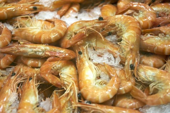 Prawns in sale in fish market, Sydney, Australia.