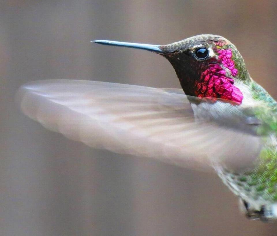 An Anna’s hummingbird’s beautiful hues are generated by microscopic platelet structures on its feathers, which give the appearance of changing color from different angles.