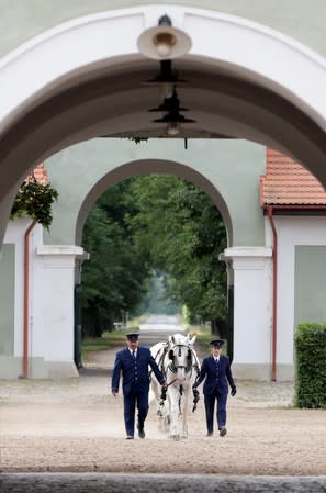 Employees of The National Stud Kladruby nad Labem lead horses at a farm in the town of Kladruby nad Labem