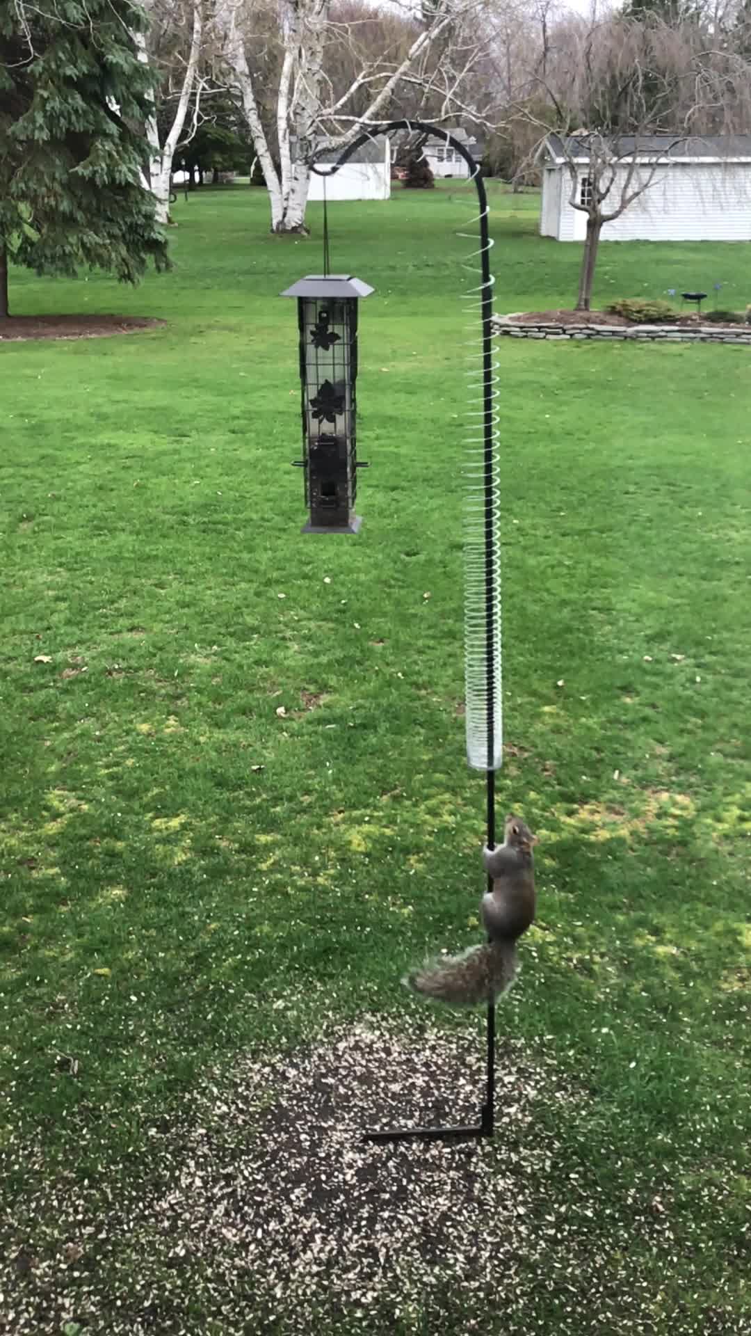 clever-squirrel-conquers-bird-feeder-after-outsmarting-the-slinky