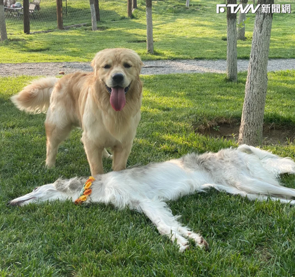 一名網友帶著愛犬在公園玩耍時，無意間看到另一隻狗服貼的躺在草地上，一度讓他誤會是看到「狗毛地毯」。（圖／小紅書）