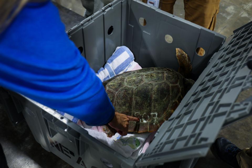 The aquarium said the turtles, which were rescued off the coast of New England, have been taken to their off-site care facility for temporary care and housing.