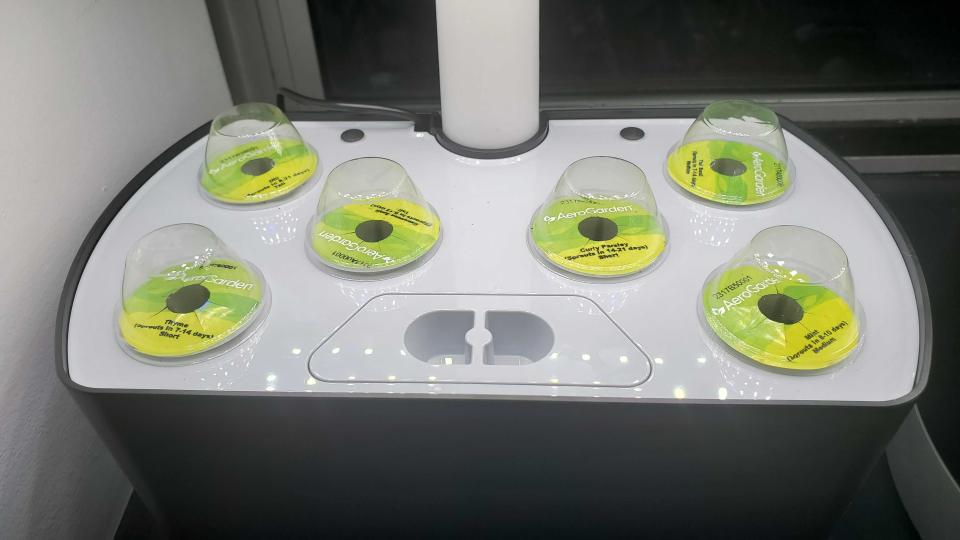 plants growing in AeroGarden Harvest