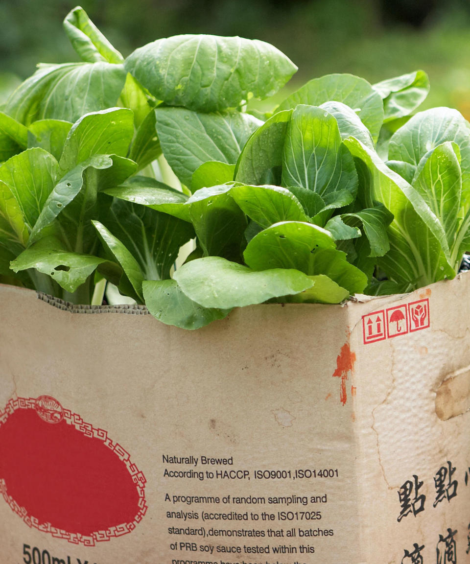 pak choi plants in cardboard box