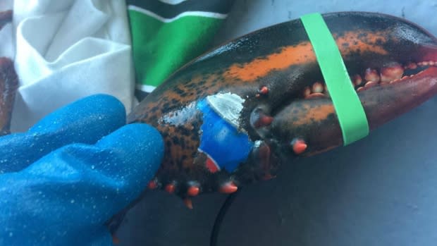 Karissa Lindstrand found a lobster off Grand Manan with a Pepsi can imprinted on its claw. (Karissa Lindstrand)