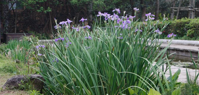 陽明山花卉試驗中心舉辦球根花卉展覽。（圖／北市府提供）