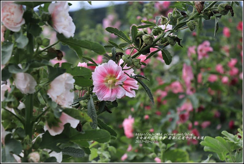 蜀葵(花蓮十六股大道)-2017-05-19.jpg