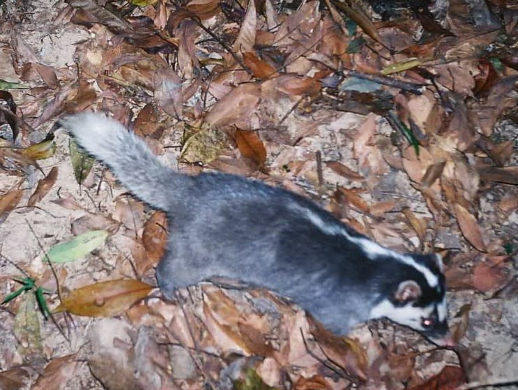 恆春半島出現第3例鼬獾狂犬病死亡案例。（圖：屏東動物防疫所提供）