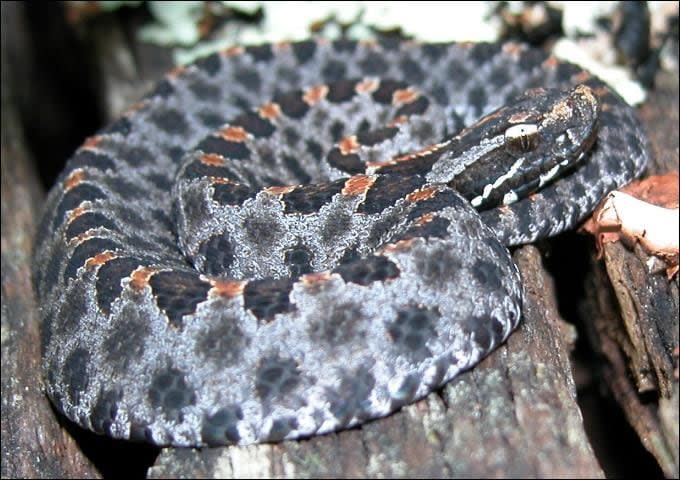 The pygmy rattlesnake, which is also known as the ground rattler, is found in every county in Florida.