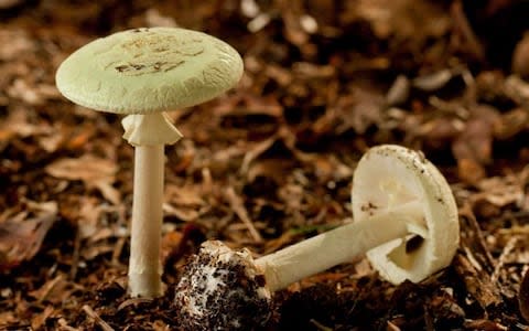 Amanita phalloides taste pleasant, but are deadly  - Credit: Alamy 