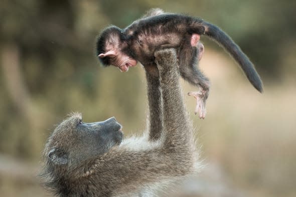 Mother baboon plays with baby at Kruger National Park