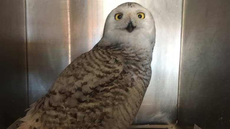 Devoted animal lover rescues snowy owl, sends it off for rehab