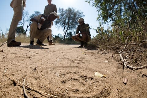 Following in the footsteps of a big cat - Credit: Londolozi