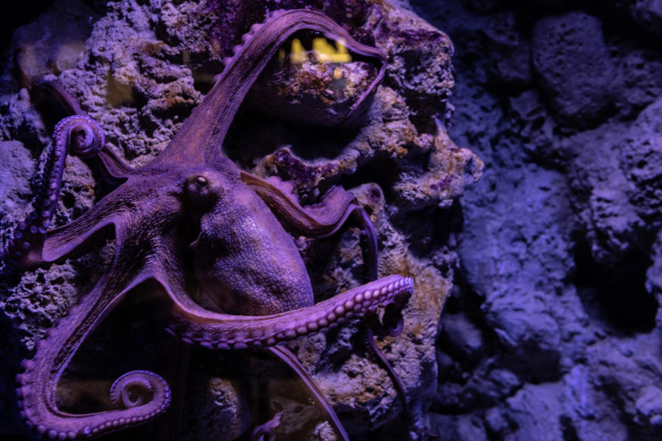 File: An octopus takes on a purple hue.