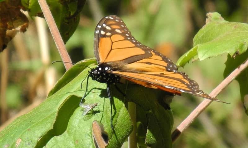 After discovering several caterpillars in her backyard, Lawson decided to raise monarch butterflies in her garden - and they transitioned into fully formed butterflies on her mother's birthday, which felt like a mircale, she says. picture alliance / Denis Düttmann/dpa