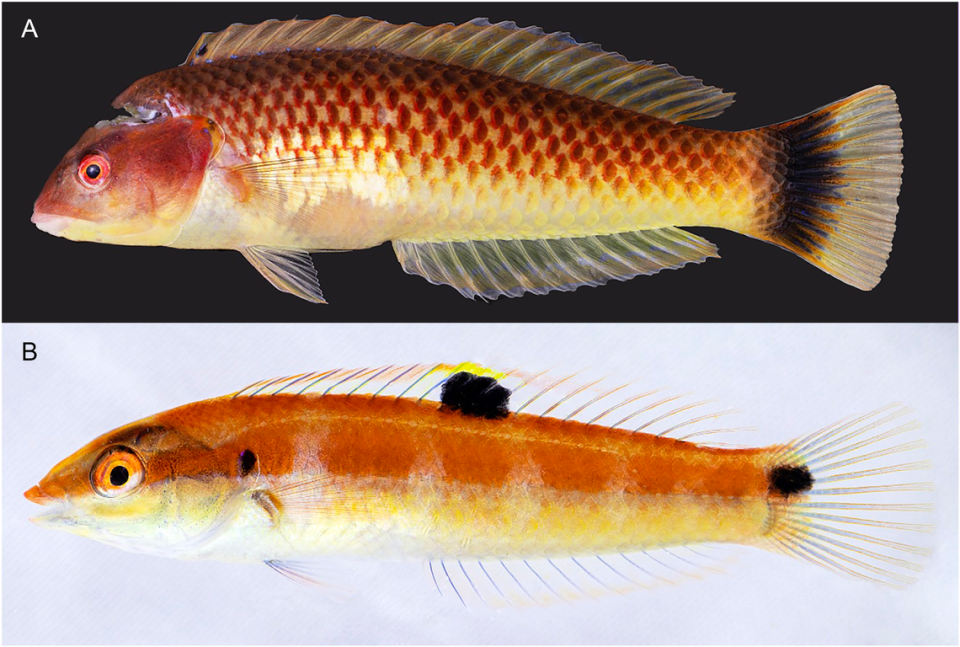 A male (A) and a female Halichoeres sanchezi (B).