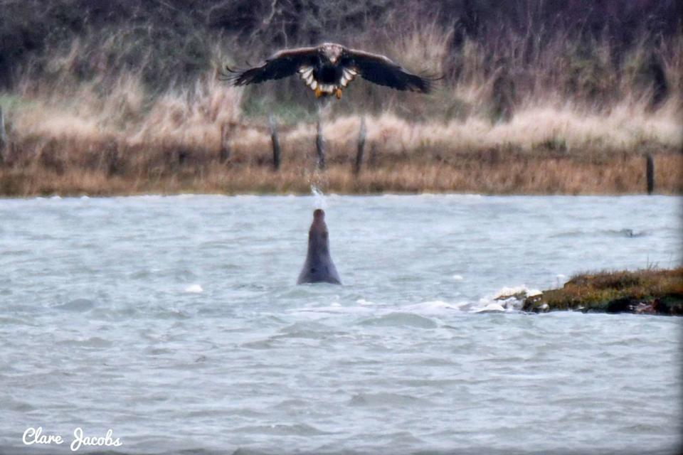 <p>Clare Jacobs</p> A grey seal spitting a stream of water at a white-tailed eagle