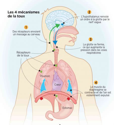 Lorsque les voies aériennes sont irritées ou obstruées, un message est envoyé au cerveau qui le répercute sur l\'ensemble du système respiratoire. La glotte se referme, le diaphrame remonte et l\'air comprimé dans les poumons est éjecté en produisant un son au contact des cordes vocales.