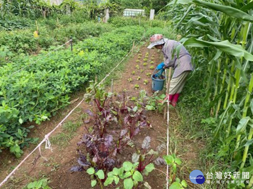 中市「環保農園」即起開放報名