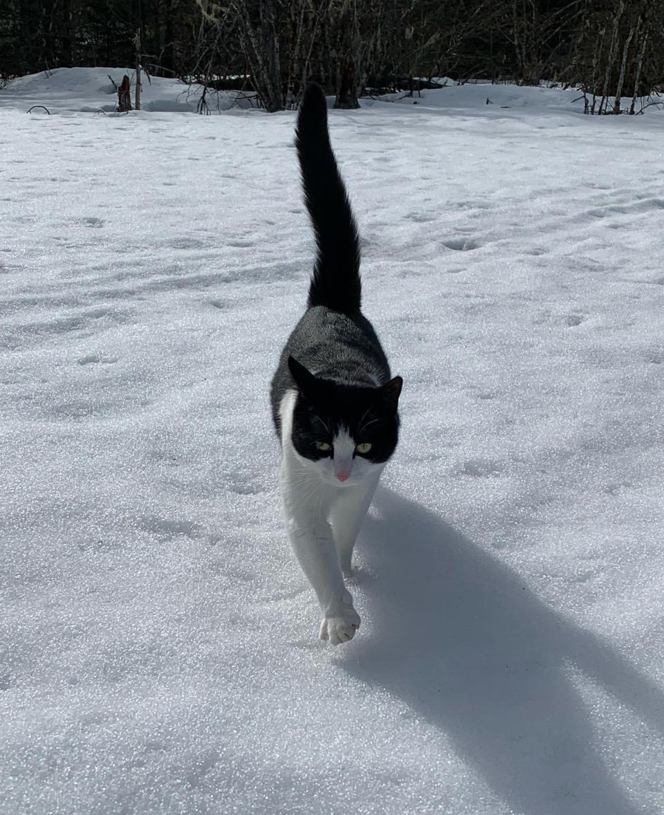 In this undated photo provided by Elizabeth Wilkins, Leo the cat walks in snow in Juneau, Alaska. Elizabeth Wilkins and her partner Tom Schwartz were reunited with Leo 26 days after their home collapsed Aug. 5, 2023, into the swollen Mendenhall River in Juneau, Alaska. (Elizabeth Wilkins via AP)
