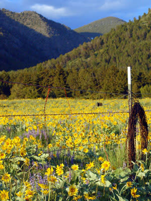 Wildflower Wonderland