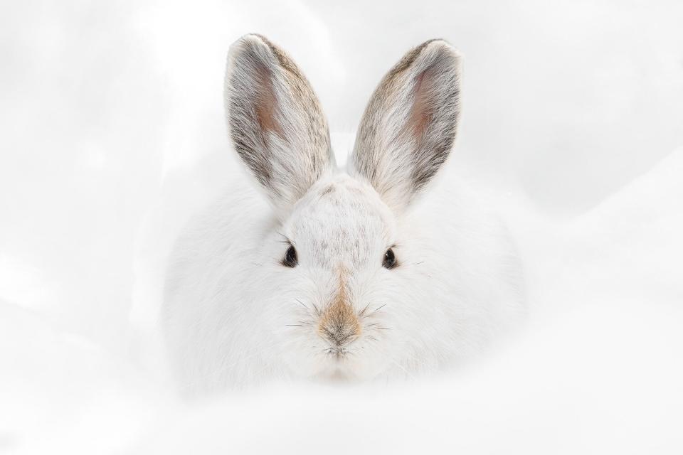 Wildlife Photographer of the Year People’s Choice Award Shortlist - Snowshoe hare stare by Deena Sveinsson, USA