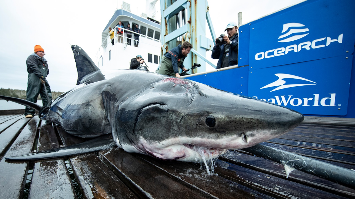 Vimy, el tiburón con la herida en la cabeza. (OCEARCH/Robert Snow)