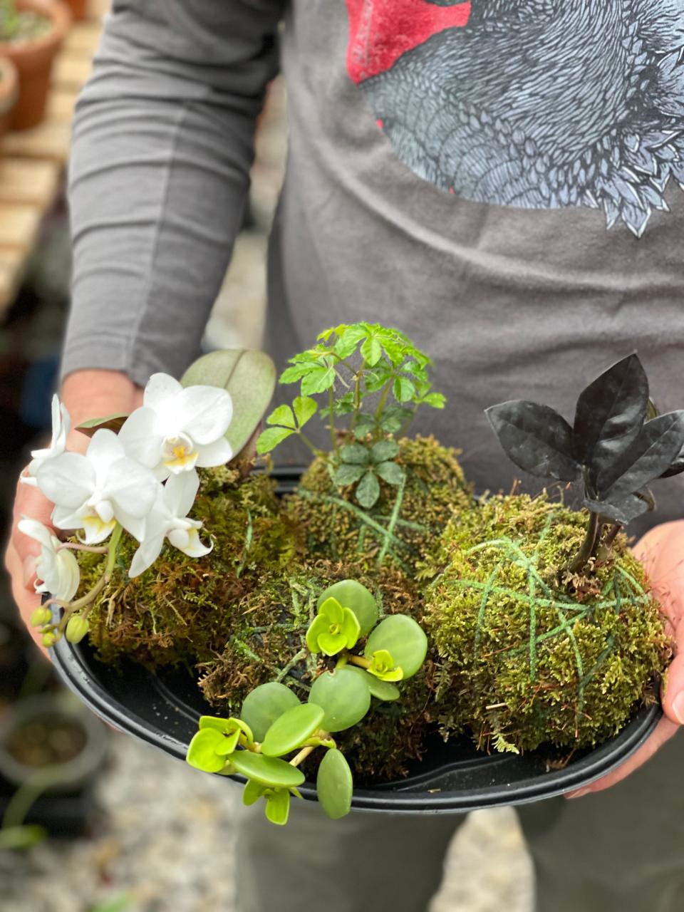 Plant Curators’ Japanese Kokedama moss balls are made by hand. Fountain City, April 12, 2022.