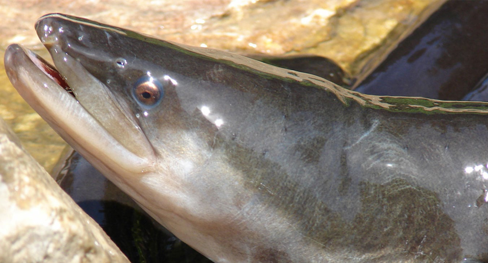 The long fin eel, pictured, is native to Australia.