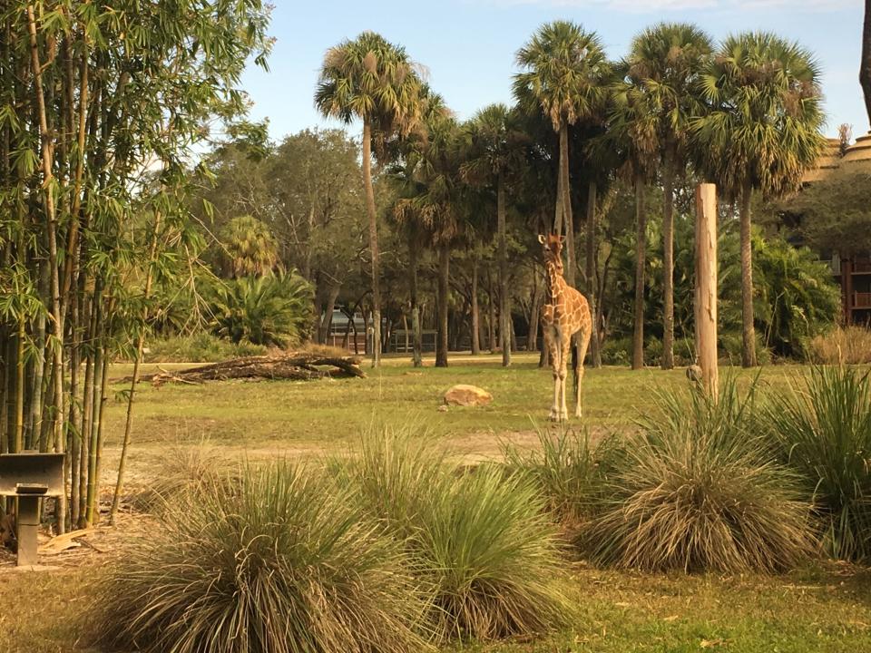 giraffes out on the savanna at disney's animal kingdom lodge