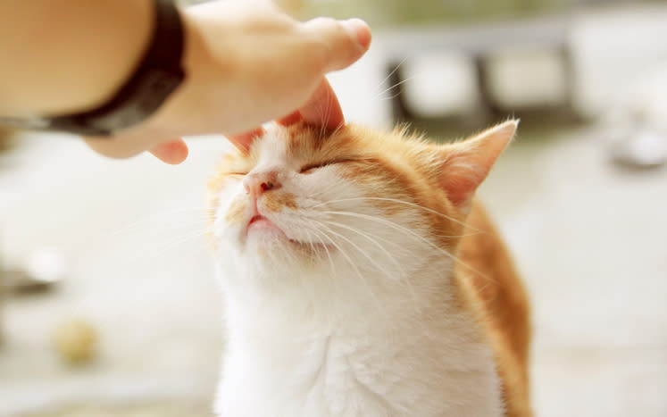 Person's hand is petting a content orange and white cat's head
