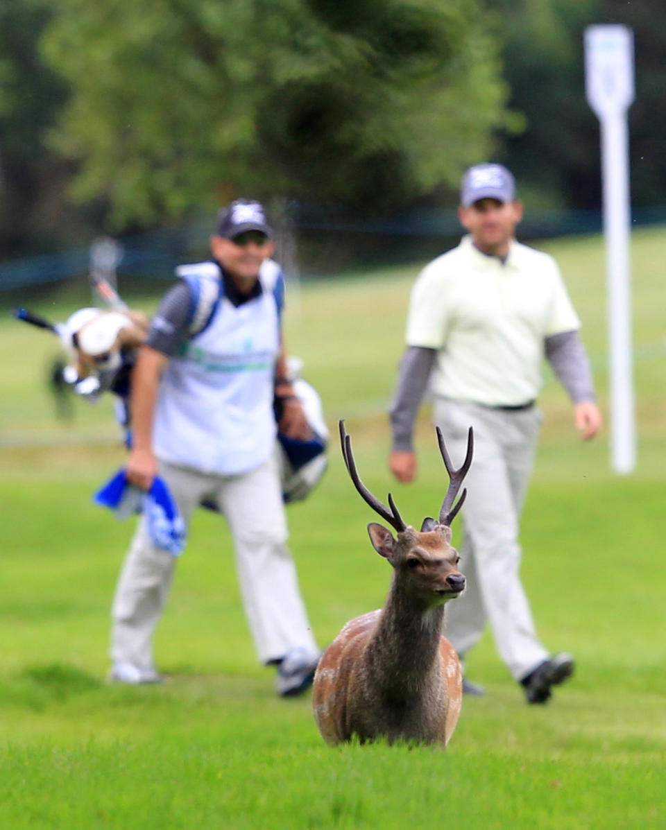 Spain's Ignacio Garrido and his caddy look at a deer as they walk along the third fairway during the third round of the Irish Open held at Killarney Golf and Fishing Club on July 30, 2011 in Killarney. AFP PHOTO/PETER MUHLY (Photo credit should read PETER MUHLY/AFP/Getty Images)