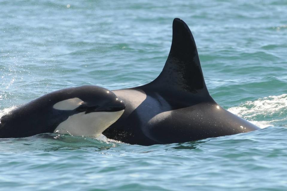 Southern Resident killer whale grandmother L47 (Marina) swims with her son L115 (Mystic). L47 was missing and presumed to be dead, the Center for Whale Research reported in September 2021. She was 47.