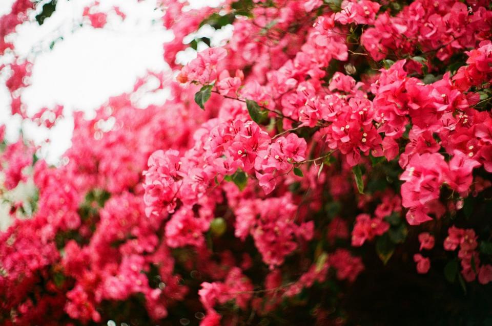 paper flower bougainvillea glabra