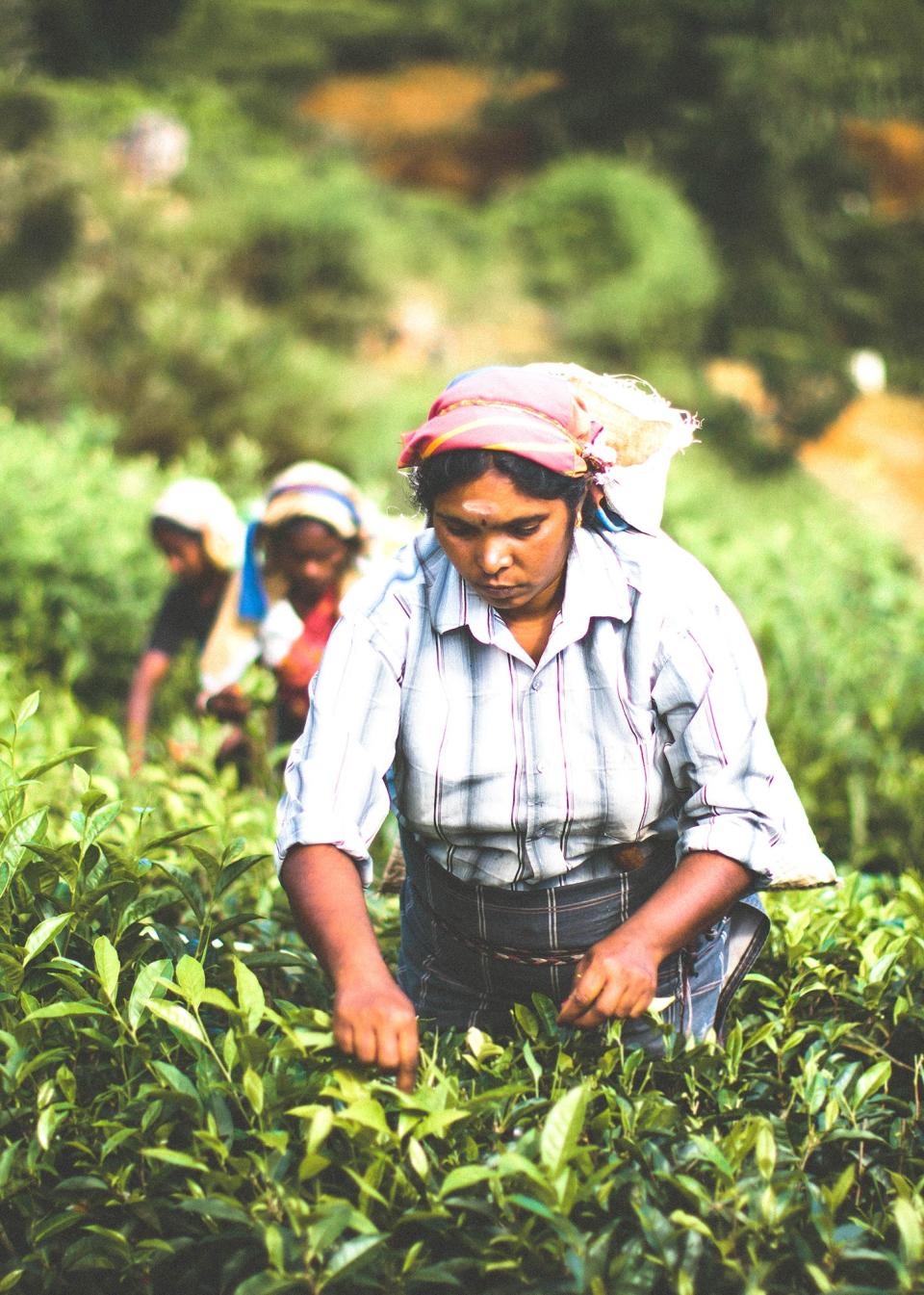 Learn about the origins of Sri Lanka's tea industry, and where it's going next, from the the hilltop town of Kandy to the forests of Hatton and the urban adventure of Colombo.