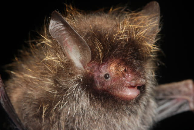 A bat with a 'hairstyle' with frosted tips has been discovered in Burma (Pipat Soisook/WWF/PA)