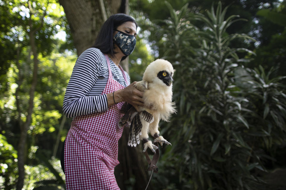 La veterinaria y ambientalista Grecia Marquís cuida de un búho de anteojos que cayó de un árbol hace un mes deshidratado y con bajo peso, en Caracas, Venezuela, el lunes 21 de septiembre de 2020. Marquís, fundadora de la fundación privada Plumas y Colas en Libertad, dijo que ante la gran cantidad de llamadas de personas que reportan casos de animales heridos, decidió reabrir su centro en mayo, luego de cerrarlo entre marzo y abril debido a la cuarentena impuesta para ayudar a frenar la propagación del nuevo coronavirus. (AP Foto/Ariana Cubillos)